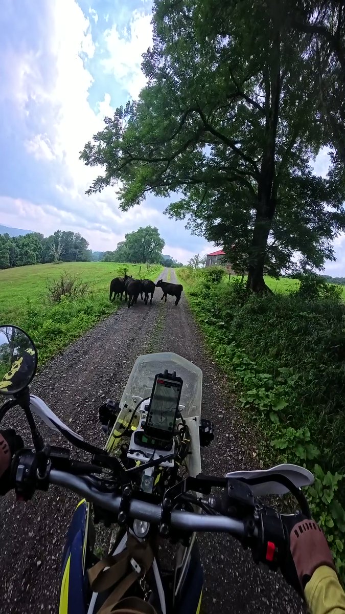 MXGRyan's tweet photo. Backroad traffic looks a little different in West Virginia. 🐄🏍️ If you enjoy photos like this and following the places these rides lead, check out the RTi page.
#WestVirginia #Backroads #Adventure #RTi https://t.co/cuIa52CSlM