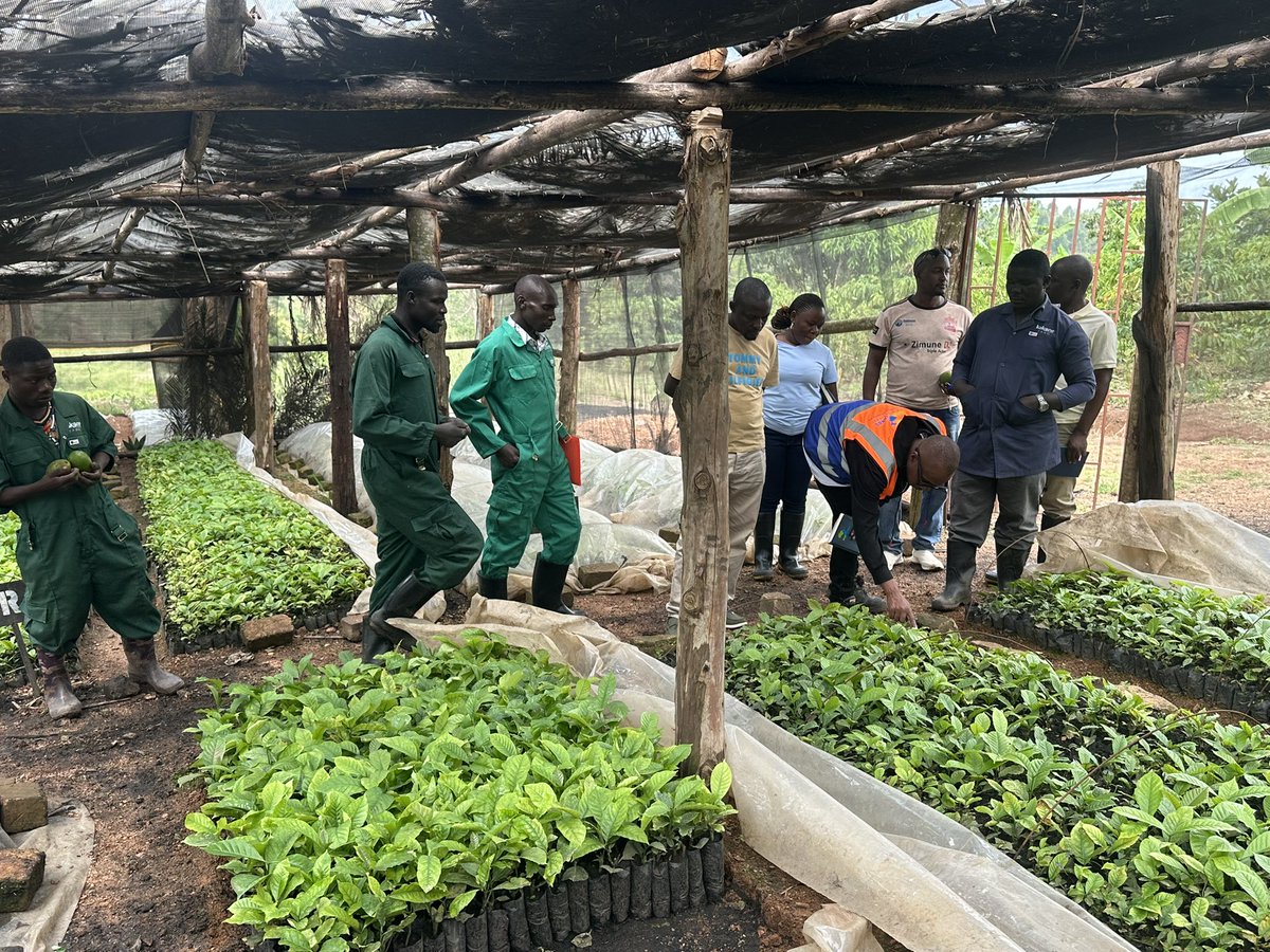 kakonecoffee's tweet photo. Glad to host many visitors today at Kakone Coffee farm. With great partnerships and areas of collaboration in research, farmers capacity building, climate-smart farming, organic coffee and value additions 🤝.
Visits to our farm are free and a great learning experience. https://t.co/0NfG4gmQOo