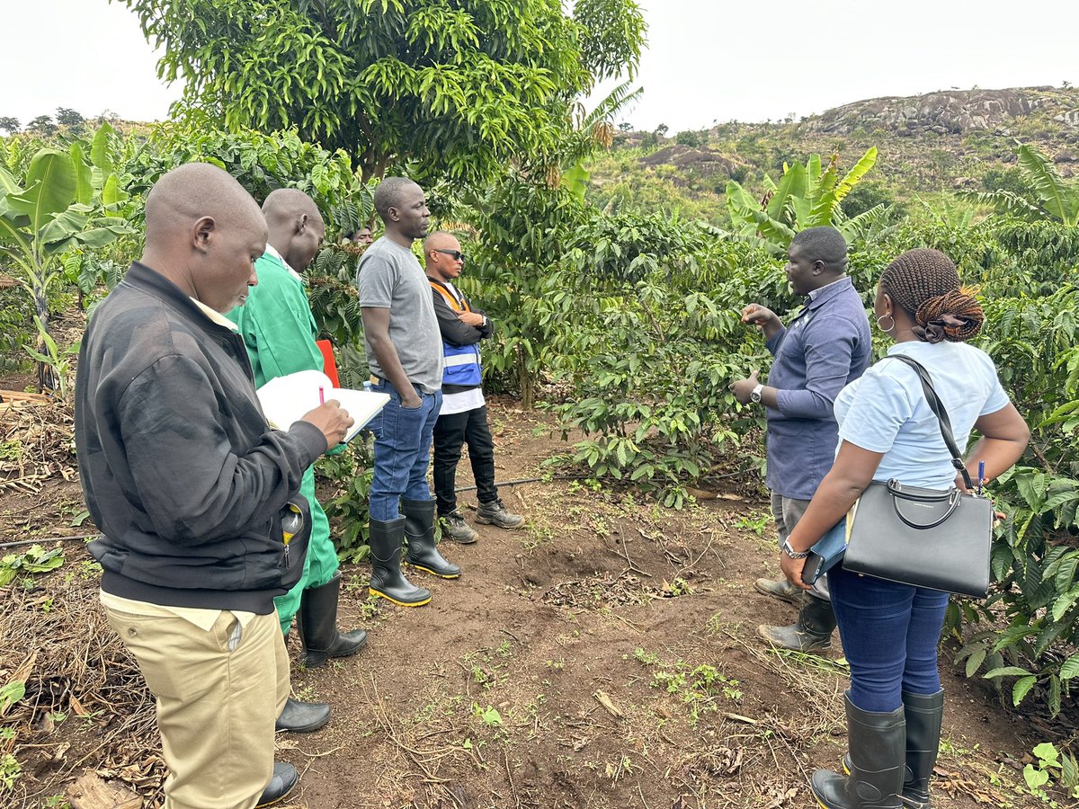 kakonecoffee's tweet photo. Glad to host many visitors today at Kakone Coffee farm. With great partnerships and areas of collaboration in research, farmers capacity building, climate-smart farming, organic coffee and value additions 🤝.
Visits to our farm are free and a great learning experience. https://t.co/0NfG4gmQOo