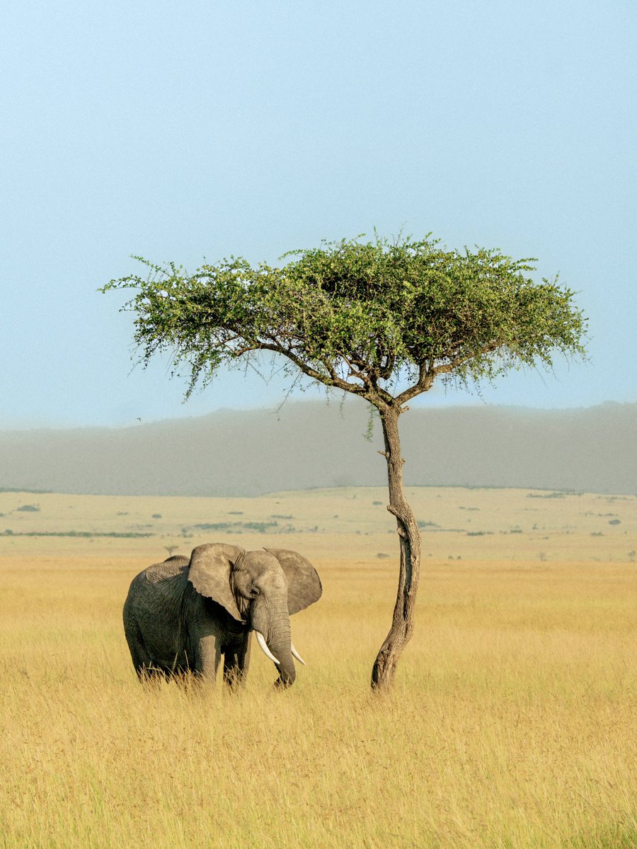 AlexKittoe's tweet photo. Memories from Kenya https://t.co/p3TqIyEk7h