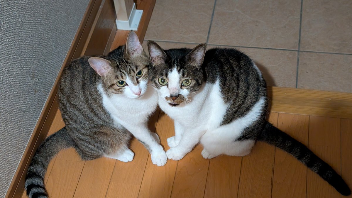 _sora__'s tweet photo. なんか友達の投稿が猫々してきたからうちのも対抗。

でも、この写真だと撮ってる側が悪者みたいだよね。

「僕たちはお前なんかには屈しない！」

みたいな感じしない？ https://t.co/0Hj9ggESV3