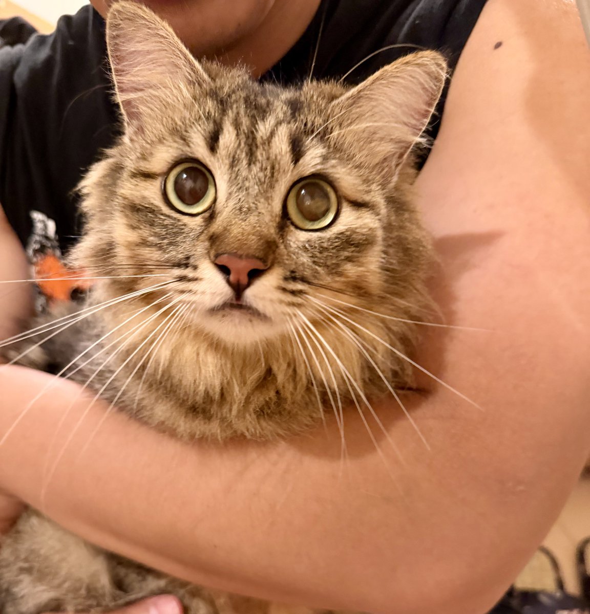 docma1212's tweet photo. 冬にお庭に現れた若い猫ちゃんらしく、TNRが間に合わず気付いた時にはもうお腹はぽんぽこに…。以前からのフォロワーさんでご相談を受けて即日で引き受けに行けました！
めちゃくちゃ綺麗でめちゃくちゃ良い子…これはお母さんまとめて里親さん見つけられるぞ…！

#ボニーちゃんファミリー https://t.co/D4CepVEfWd