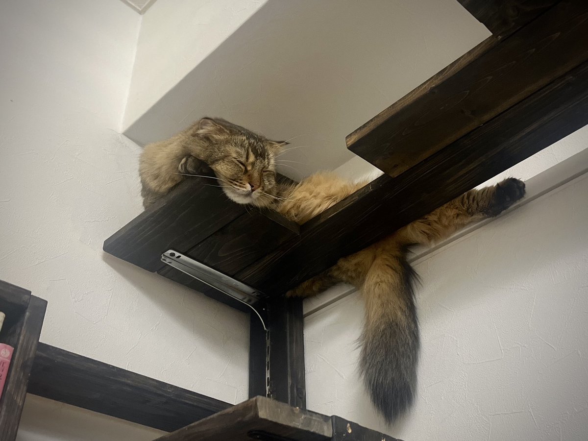imaicham's tweet photo. ねこねこ https://t.co/EUDOlutICn