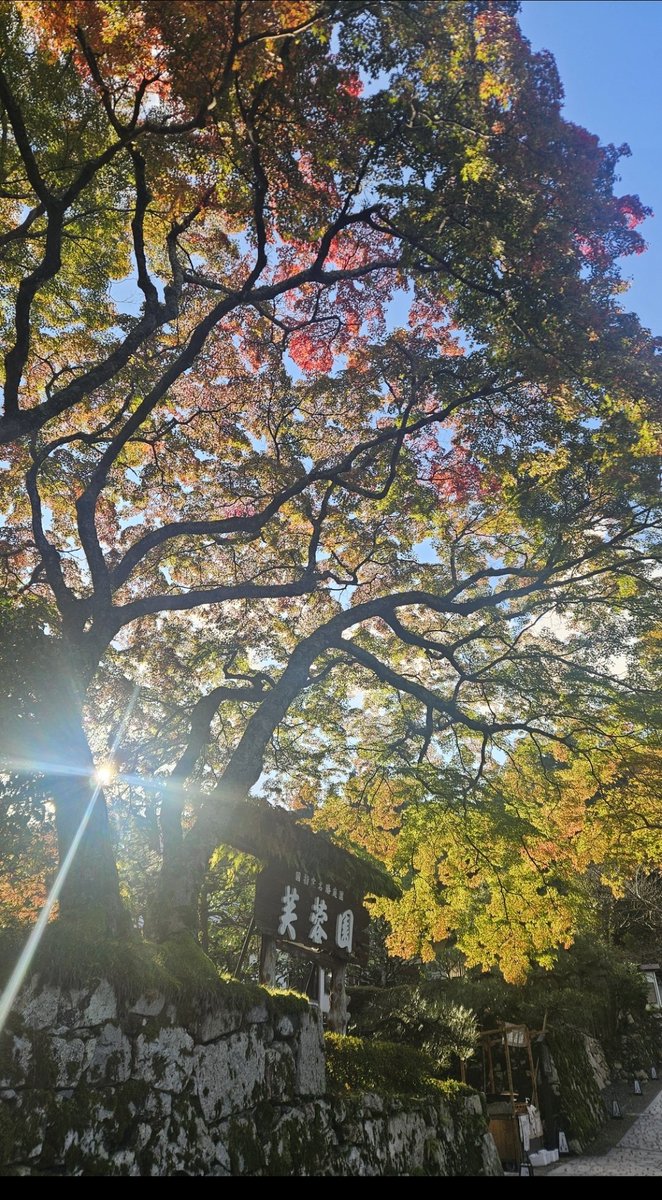 Autumn only 🍂🍁