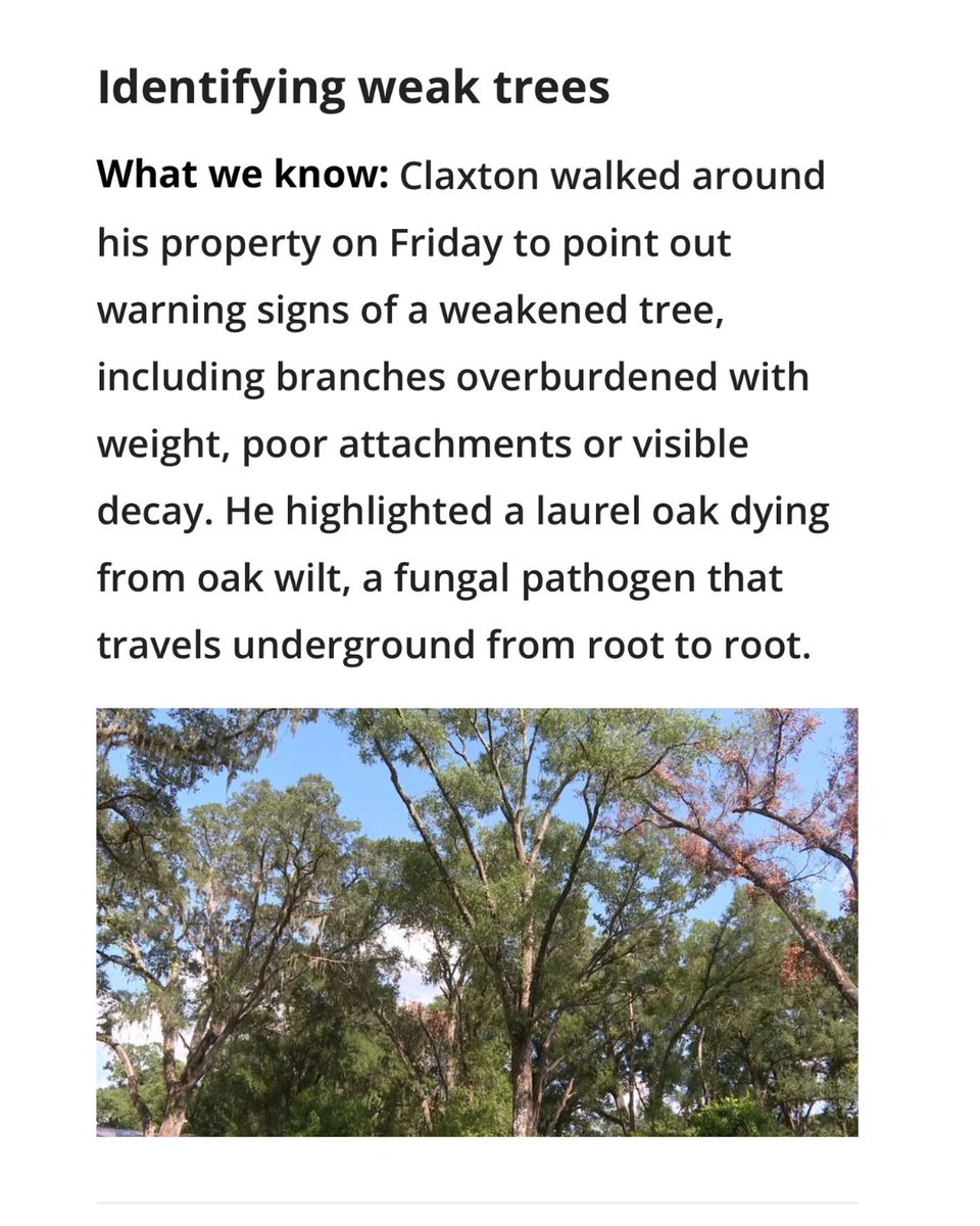 LindsayCrossFL's tweet photo. Protect your property from storm damage by keeping your trees healthy! Maintaining a healthy tree canopy benefits our community by providing shade, reducing temperatures, providing habitat, and beautifying our neighborhoods.
#TreeCanopy #StormPrep #HurricaneSeason https://t.co/AKvYaS0ScG
