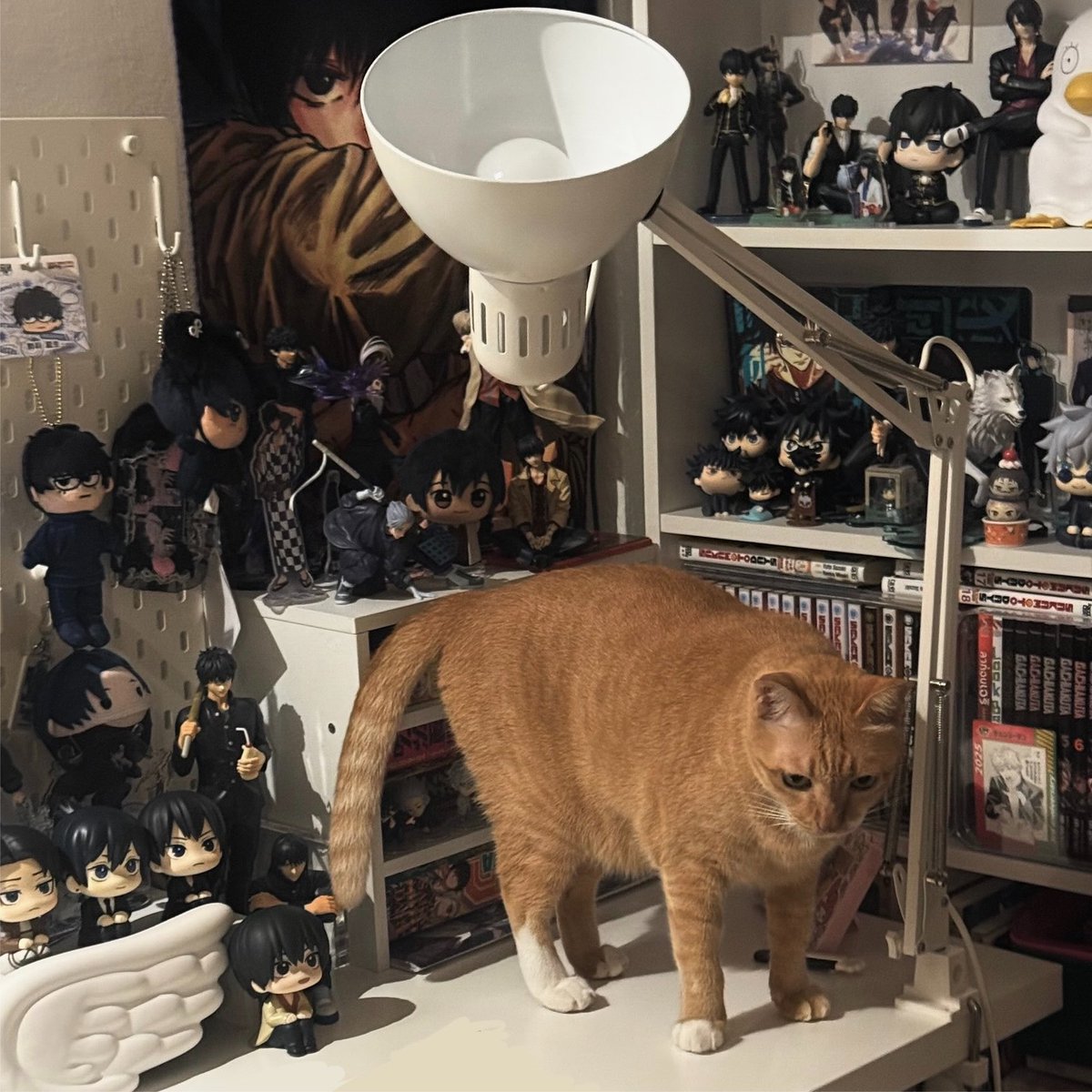 pieck__p's tweet photo. แมวส้มในดงแมวดำมาก5555 🐈🐈‍⬛ https://t.co/g223cpgQNs