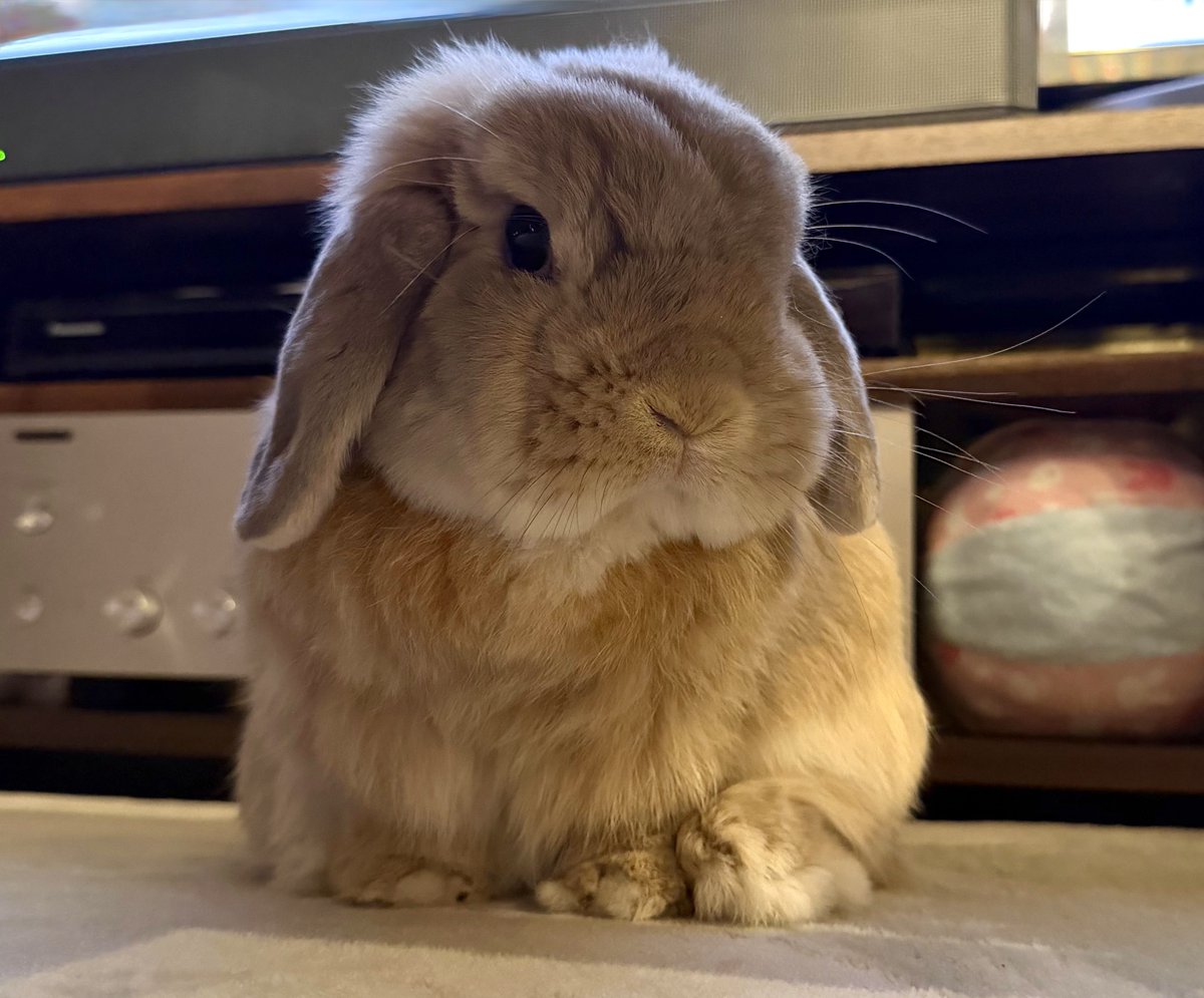 usagimochi10's tweet photo. うちのうさぎがめちゃくちゃ可愛いので見て欲しい🐰 https://t.co/vfJncvinCf
