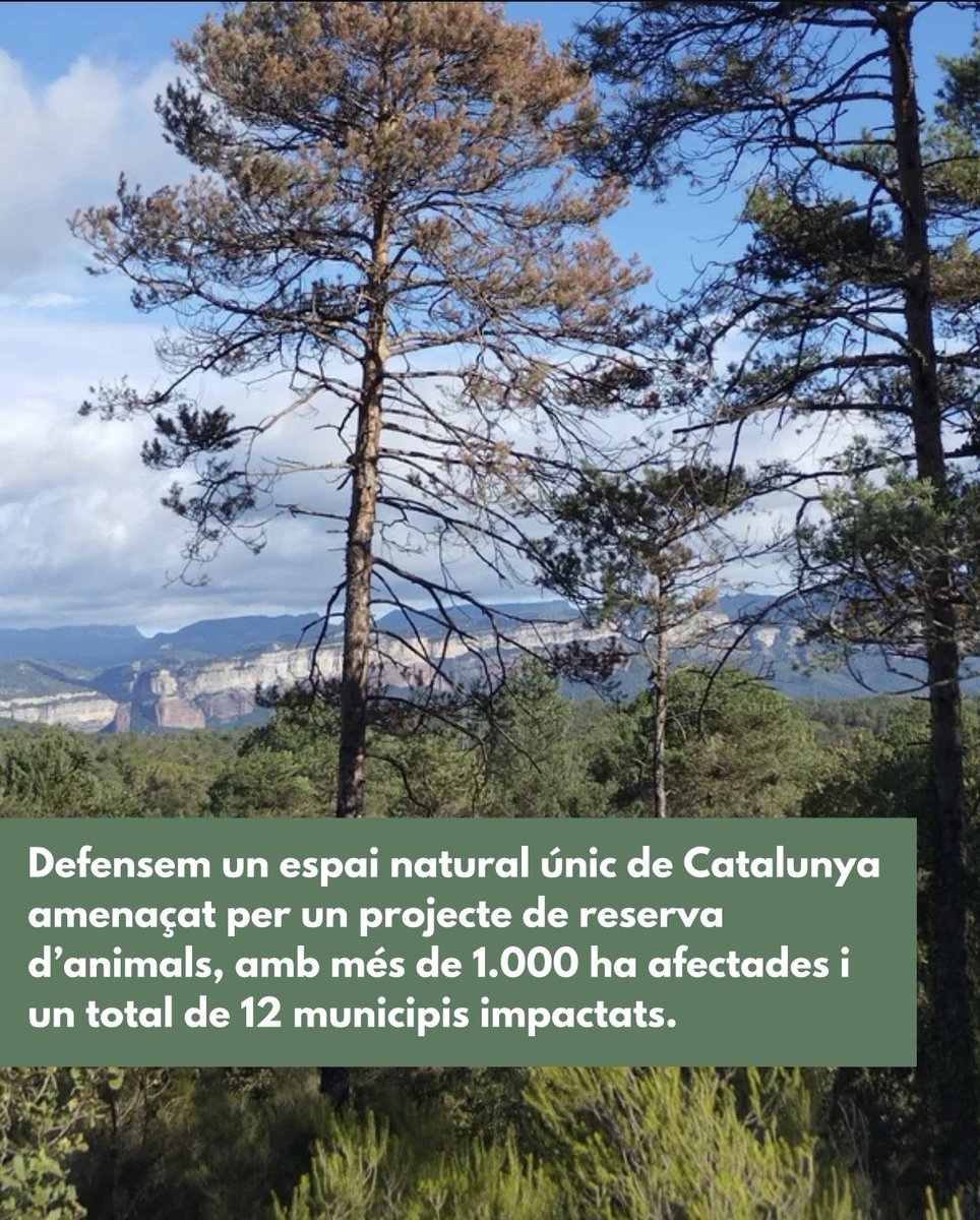 Catedra_Aigua's tweet photo. La Càtedra de l'Aigua, Natura i Benestar, de la @univgirona, la @uvic_ucc i @santhilari, i la Càtedra del Món Rural de la @uvic_ucc, s'adhereixen al manifest de #Salvem les #Guilleries, en oposició a la creació d’una reserva de fauna de grans dimensions: https://t.co/tx3Ft5OOOj https://t.co/6XKqUP4GtI