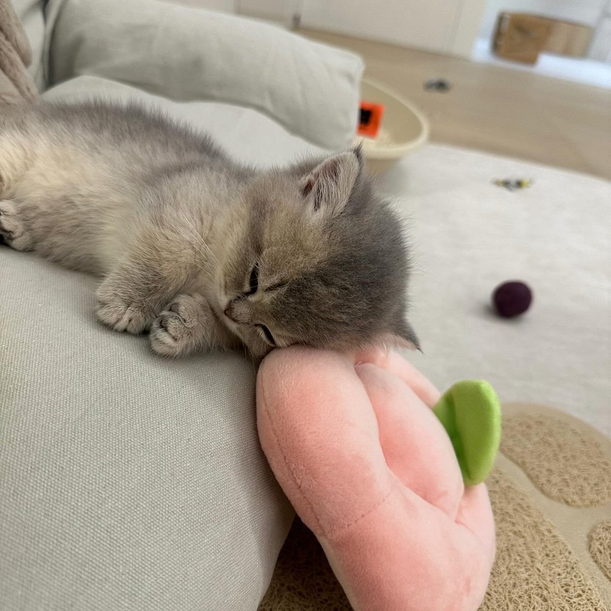 kitten_zukan's tweet photo. 💤 https://t.co/yEZ05Cw7ir