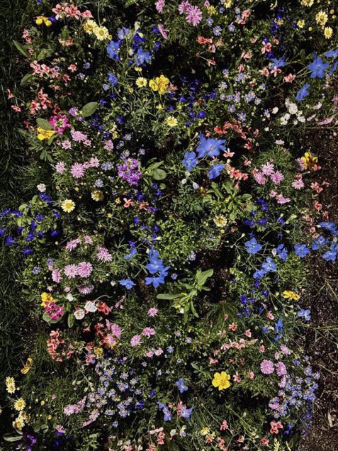 _Naturaee's tweet photo. colorful field https://t.co/BHy7Z4kYYm