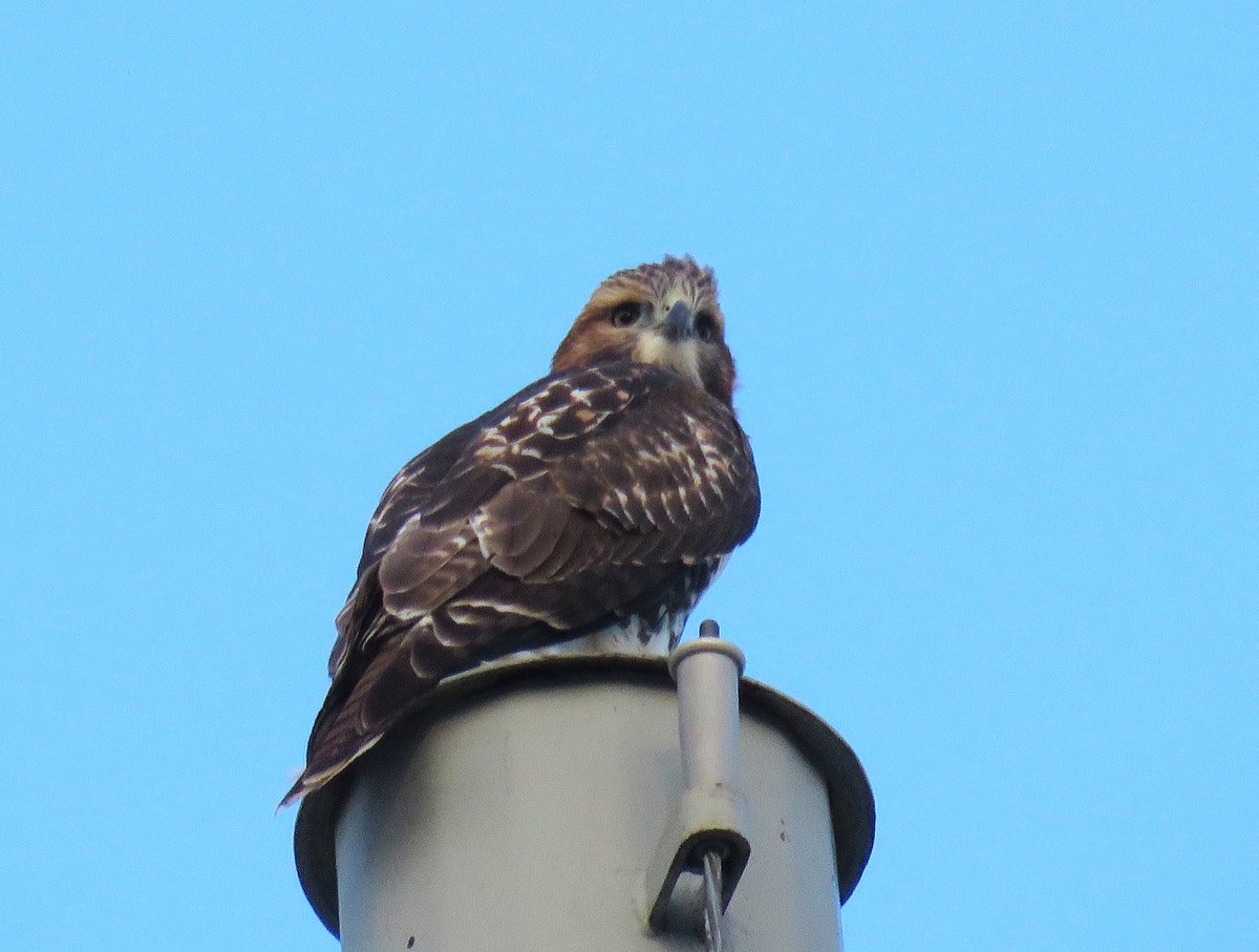 CornellHawks's tweet photo. 18:45, 8/5   Our Hawk Family all spotted this evening! 

First P at the Stadium.

BR on the Barton antenna.

Arthur holding down the Arts Quad from McGraw. 

Second P on the Statler calling for prey!   

Gorgeous evening photos courtesy Suzanne &amp; woodg! https://t.co/yQCjgF3rqV