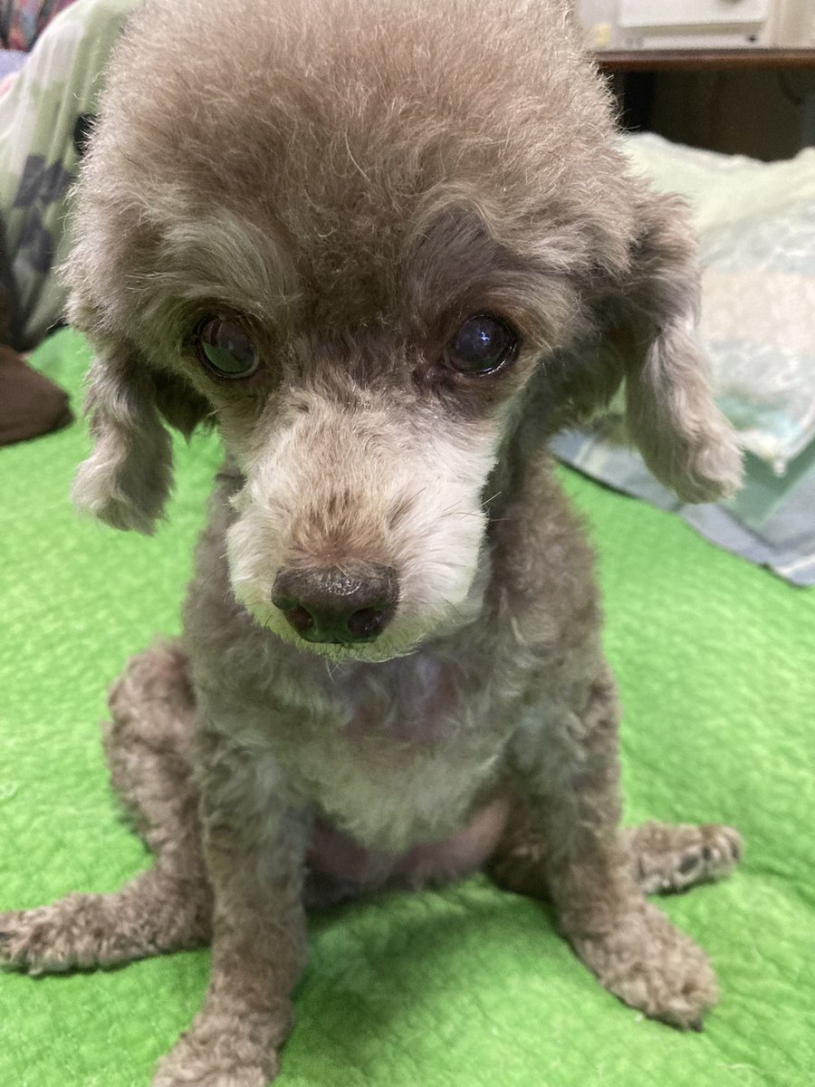 arisu6508975813's tweet photo. Komi姉さん少しママ👩🏻カット💇‍♀️、可愛いくなったよ🥰🐶 https://t.co/7trhAMdlPZ