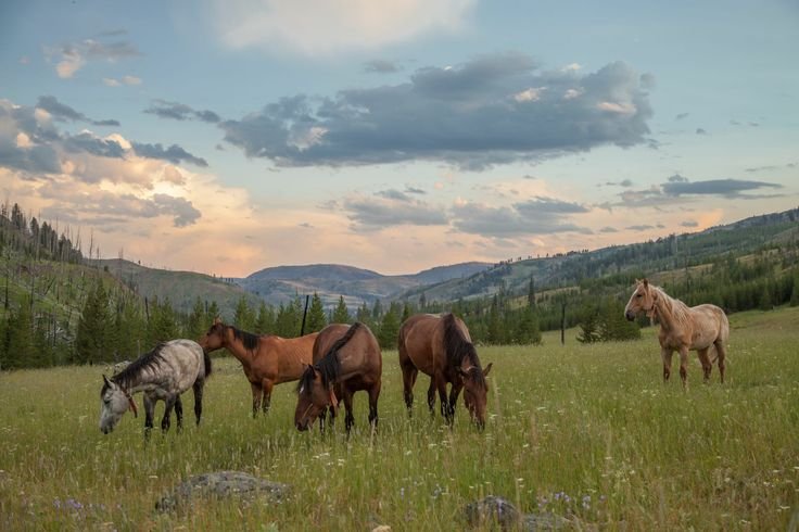 hazeandvine's tweet photo. where wildflowers bloom and horses roam free https://t.co/gDFy1zYoRu
