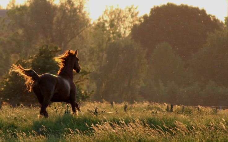 hazeandvine's tweet photo. where wildflowers bloom and horses roam free https://t.co/gDFy1zYoRu
