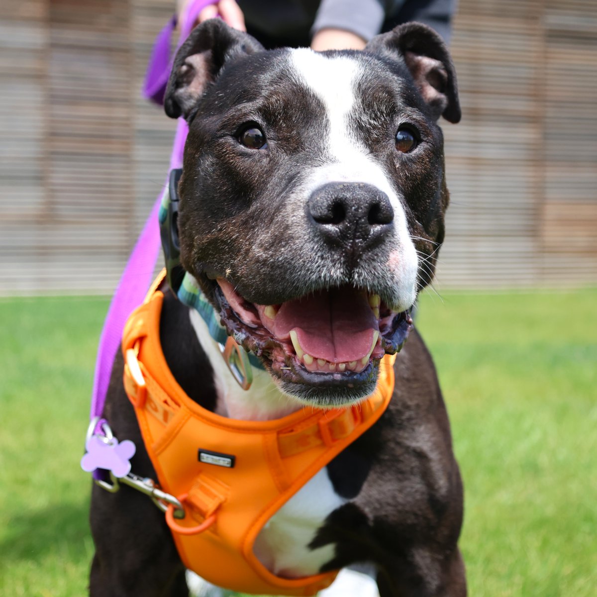 CalgaryHumane's tweet photo. There is so much love and joy packed into this boy; meet Ike❤️!

He will happily lean into every pet and show you how loyal and playful he can really be🐾!

🏡Give this boy the home he deserves. Book an appointment with Ike here: https://t.co/8plY1AgoIM

 #RescueDog #ForeverHome https://t.co/OHqI51EBEV