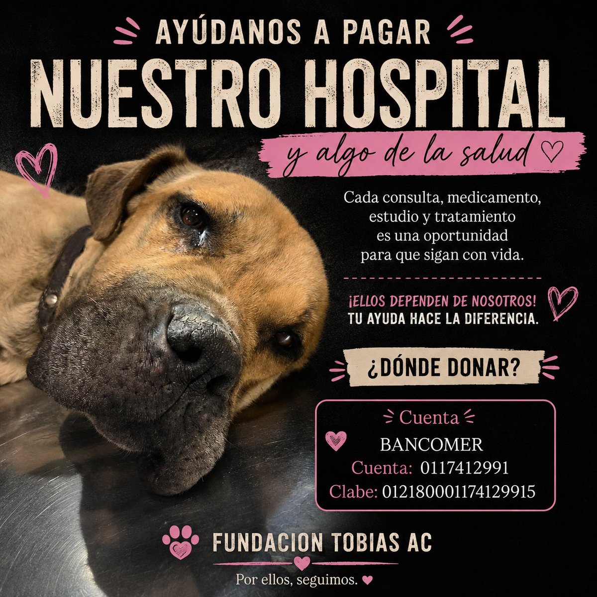 FundacionToby's tweet photo. Amigos Afrodita sufrió una mordedura de rata en la colita ☹️ se la tienen que amputar, con ella ya tenemos dos internados y la ayuda no esta llegando.

Su apoyo puede ser la diferencia entre la vida y la muerte, yo no puedo sola amigos, les suplico que me ayuden ☹️

 BANCOMER
Cuenta: 0117412991
Clabe: 012180001174129915

- SANTANDER
Cuenta: 60577008001
Clabe: 014180605770080014
Tarjeta: 5579070082854475
 
- Mercado pago
Clabe: 722969010583593935
Tarjeta: 5428785111220215

- Paypal
https://t.co/IWW9kwJ7By