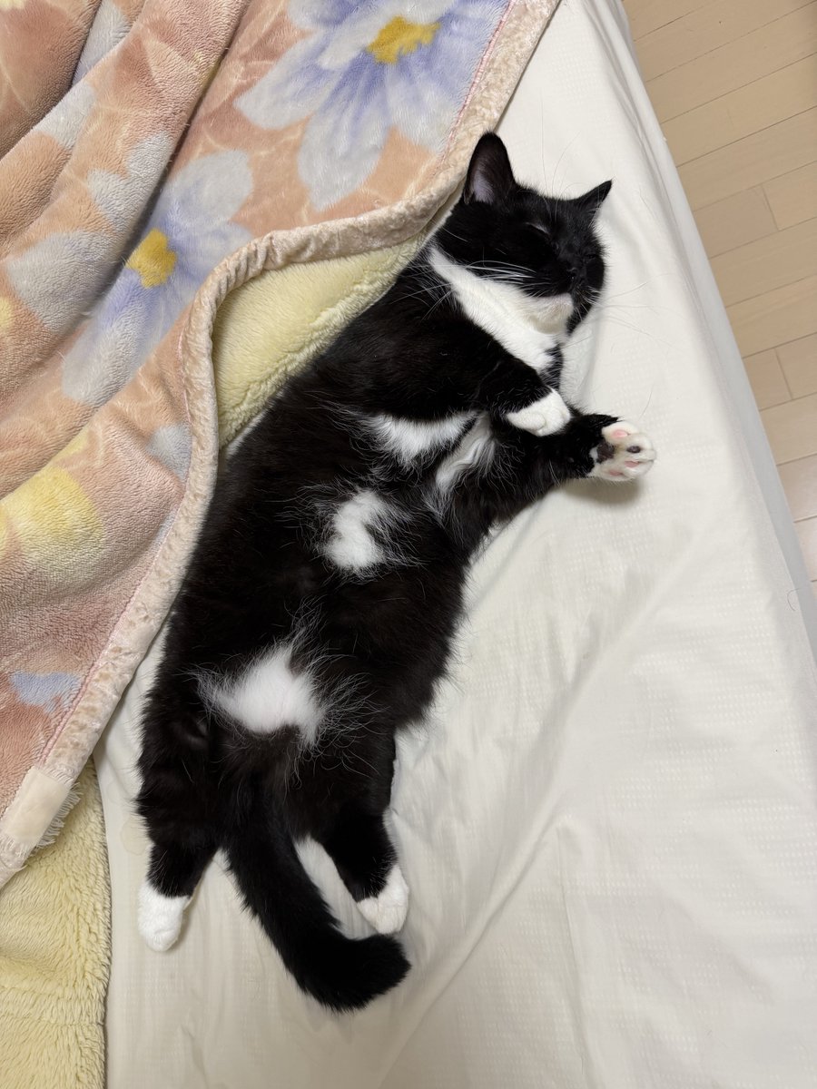 unicouniuni3's tweet photo. Just sleeping… and still the cutest https://t.co/ktfqqycYRf