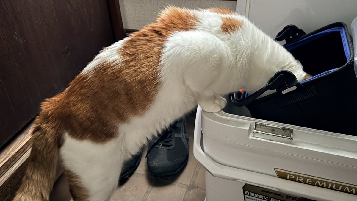 nekomaguro624's tweet photo. おはようございます https://t.co/6vgsido75j