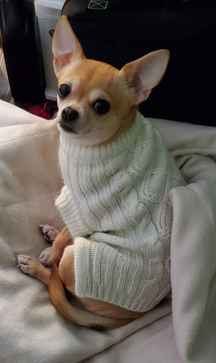 DecaineVille's tweet photo. I haven't posted anything in ages, or even streamed much lately. But, I wanted to let everyone that is following me and knows me, Krayvin and our chihuahua Phoebe, that Phoebe has passed away on June 25th, 2026 @8:40AM. I know she was loved by all and was the sweetest baby girl. https://t.co/79TJp3TqlF