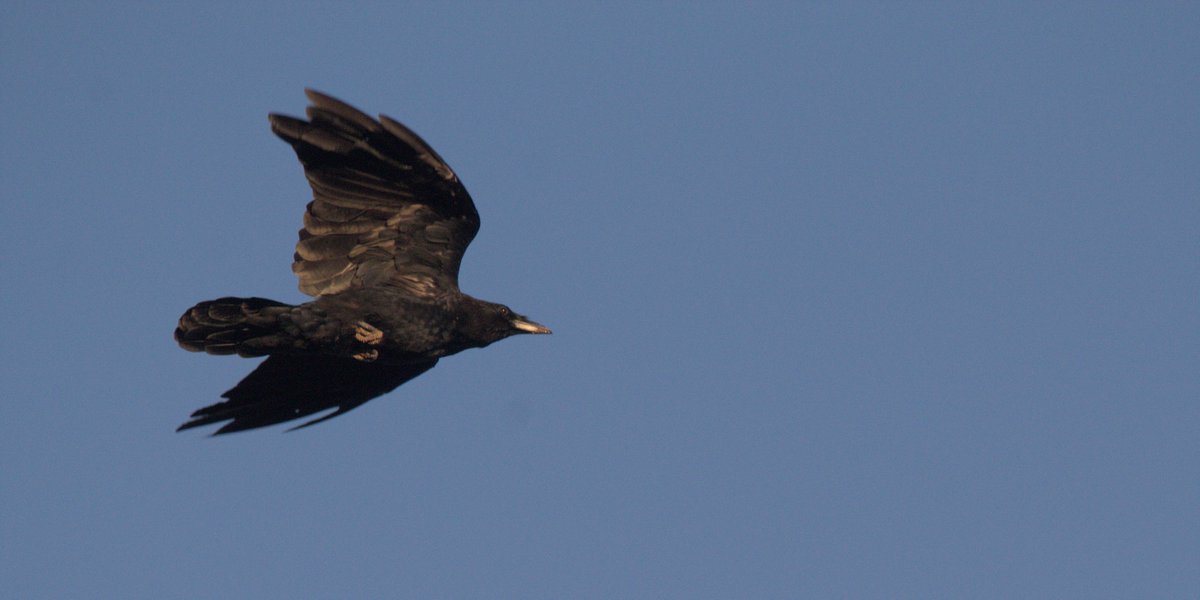 helloilikebirds's tweet photo. American crow https://t.co/OKlHVpuIfu