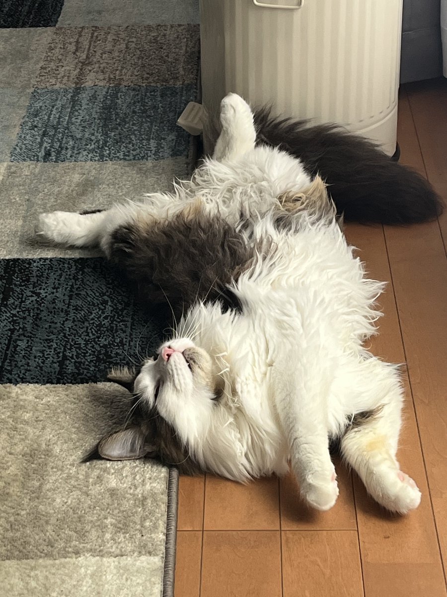 wagahaiwagachan's tweet photo. ねこです。
家族ラインに写真おくったら母に「なんだか雑巾のよう🥰」みたいにいわれました。
吾輩は不服です🐱
ふわほわ高級ラグならわかるが！！w https://t.co/biFfzUQJnt
