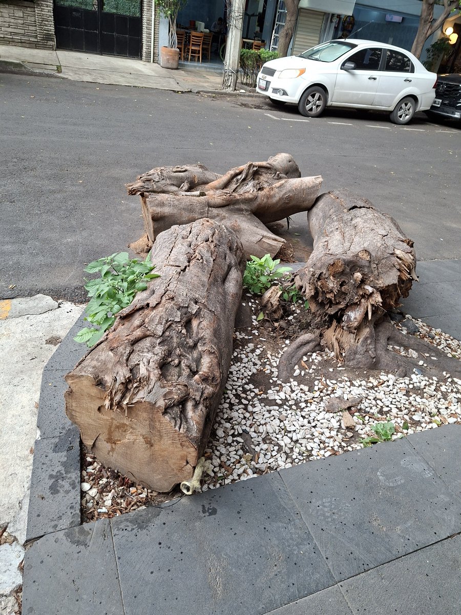 ditomande's tweet photo. @locatel_mx nos pueden apoyar con un árbol que se cayó el mes pasado y la delegación solo recogió parcialmente lo que quedo, y dejaron unos troncos, la dirección es heraclito 321 polanco v sección, hoy llego gente de @AlcaldiaMHmx y nos dijeron que era con ustedes https://t.co/slTwvxEqM3