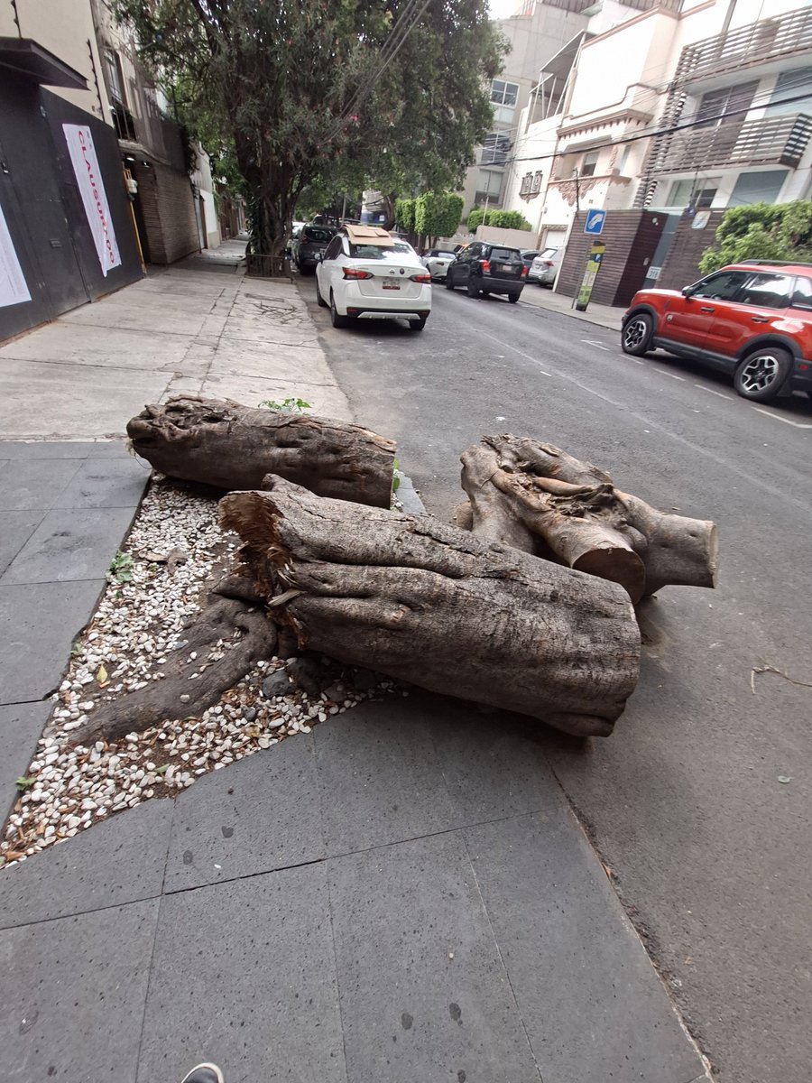 ditomande's tweet photo. @locatel_mx nos pueden apoyar con un árbol que se cayó el mes pasado y la delegación solo recogió parcialmente lo que quedo, y dejaron unos troncos, la dirección es heraclito 321 polanco v sección, hoy llego gente de @AlcaldiaMHmx y nos dijeron que era con ustedes https://t.co/slTwvxEqM3