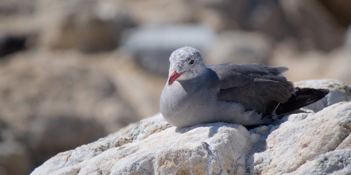 helloilikebirds's tweet photo. Western gull, heermann's gull ?? and brewer's blackbird https://t.co/Jy8wjeC3Ua