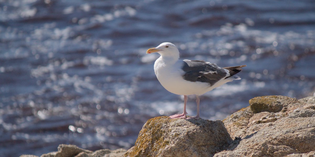 helloilikebirds's tweet photo. Western gull, heermann's gull ?? and brewer's blackbird https://t.co/Jy8wjeC3Ua