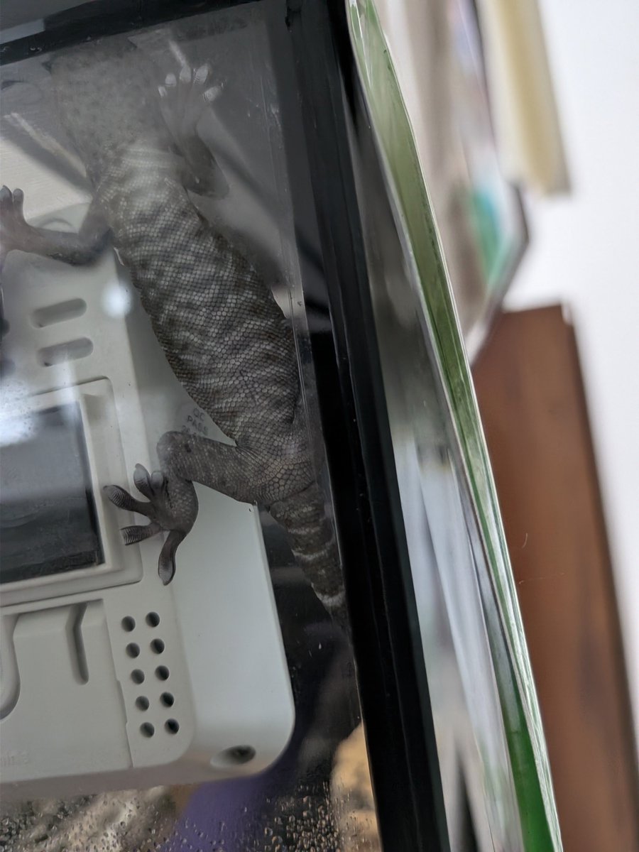 Tks24y's tweet photo. ・寛ぎ中のレックス🦎
#ヒメホウセキカナヘビ
#ホウセキカナヘビ
#Ocellated_lizard
#Jeweled_lacerta
・オス確定のギズモ🦎
#トッケイヤモリ
#Tokay_gecko https://t.co/tcPWC7Zl21