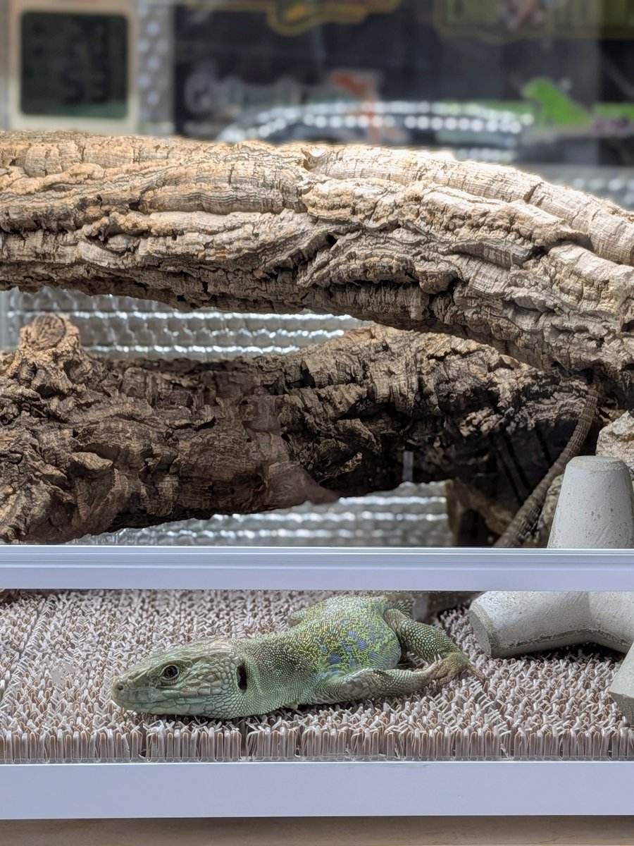 Tks24y's tweet photo. ・寛ぎ中のレックス🦎
#ヒメホウセキカナヘビ
#ホウセキカナヘビ
#Ocellated_lizard
#Jeweled_lacerta
・オス確定のギズモ🦎
#トッケイヤモリ
#Tokay_gecko https://t.co/tcPWC7Zl21