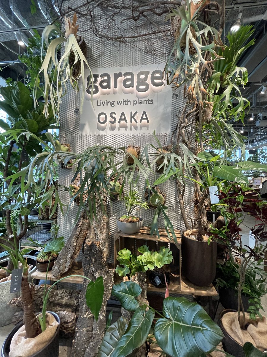 shoko7s24's tweet photo. 【すっきゃねん日本🇯🇵】
知ってる人は知っている〜
めっちゃ好き🌴ここ
癒される
観葉植物好きなら是非
#KITTEOSAKA https://t.co/cZLEpHrY7U