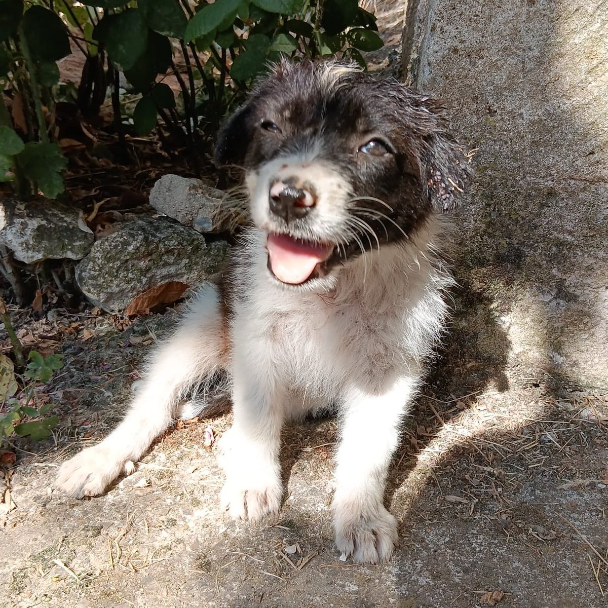 NuevaVidaAdop's tweet photo. #madrid
ARTEMISA cachorra cruce #bordercollie EN APUROS
NECESITA #casadeacogida o #adopcionresponsable  Aun no ha cumplido 3 meses
Sociable con niños 🐶
Se entrega chipada,vacunada,desparasitada y CON compromiso de castracion
CONTACTO📩facenuevavida@gmail.com
#cachorros #adopta https://t.co/RrsOSKeWdn