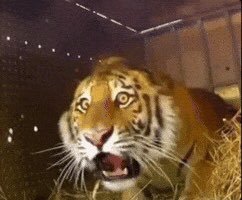 rayanculture's tweet photo. When bro says compilation instead of collection https://t.co/qRjZLVihTK