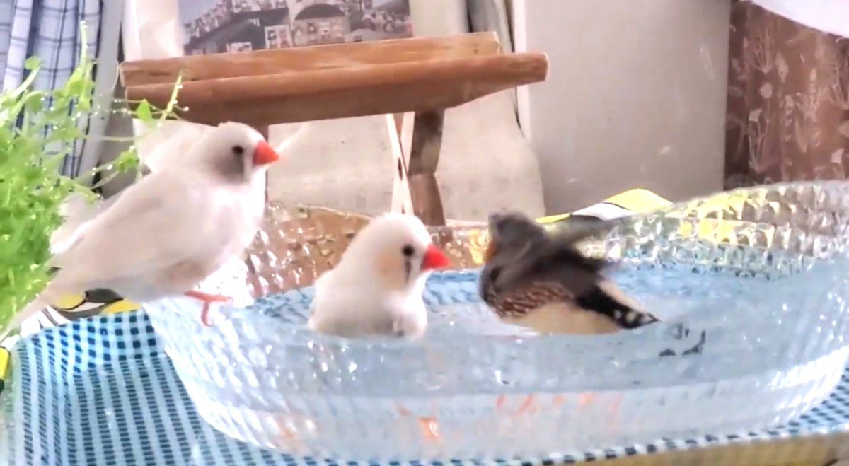 ooyyooyyoo's tweet photo. 水が跳ねる音がする
パチャ、ポチャン。ドポン。パサパサ、シャシヤーッ、サワッーッ。見ると順番待ちしたり、どいて、ってつついてみたり、気に止めないで続行したり。かわいいな、かわいいな。
こんな平和な光景、家でみれる幸せ。ありがとう、うちの ちいかわ達よ
#キンカチョウ #ZebraFinch https://t.co/QqgqcEz6sL