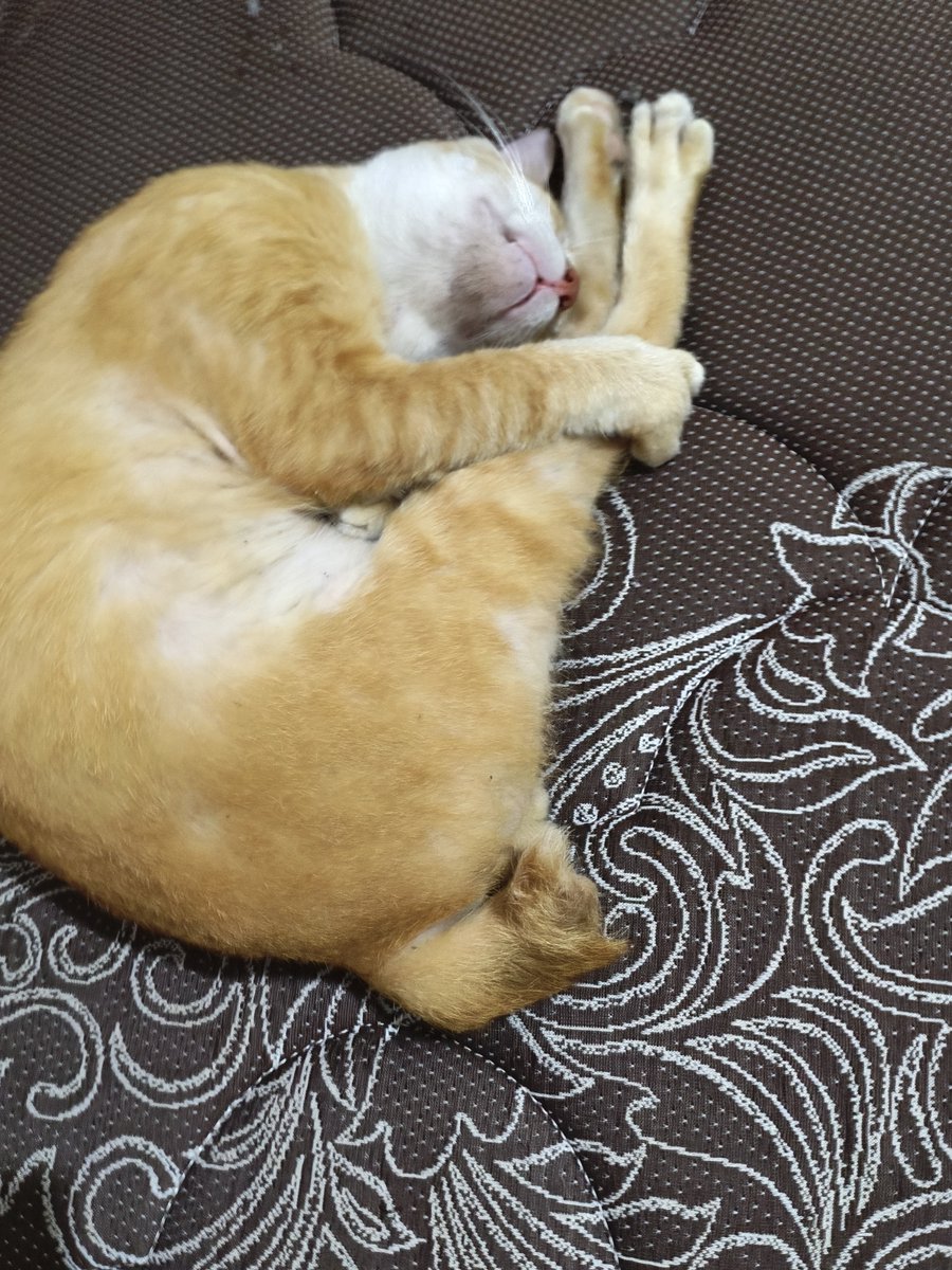 Seika_Chi's tweet photo. Se sayang itu dia sama kakinya, bahkan tidurpun nggak mau dilepas 😂😂😂 https://t.co/h9o1FZ3tzy