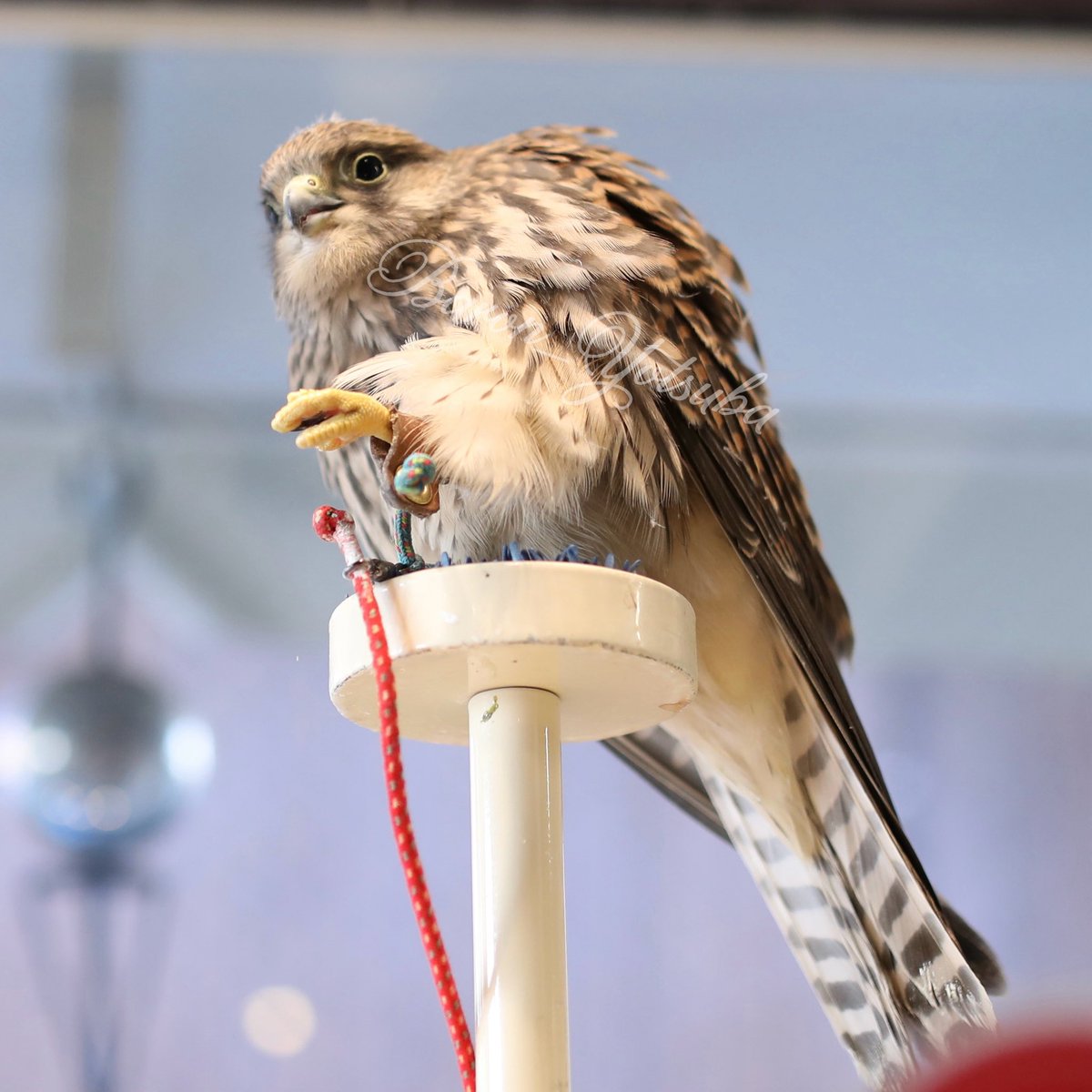 yotsuba__photo's tweet photo. パやり感。 #鳥のいるカフェ #チョウゲンボウ #eos5dmark4 #sigma35mmart https://t.co/vOBfwyHvjv