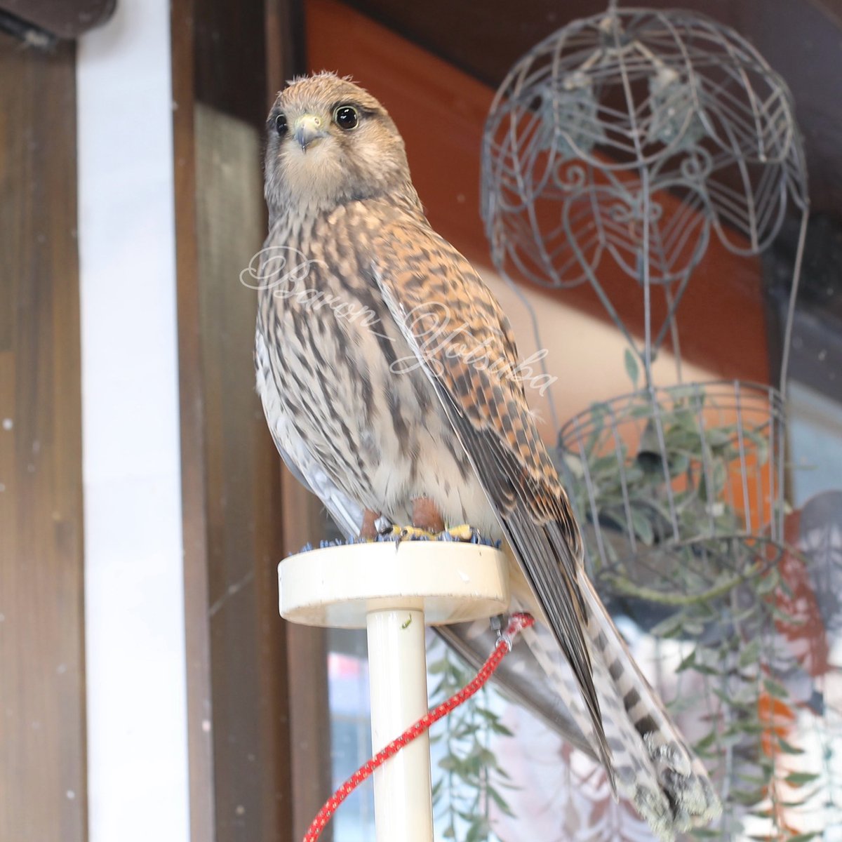 yotsuba__photo's tweet photo. パやり感。 #鳥のいるカフェ #チョウゲンボウ #eos5dmark4 #sigma35mmart https://t.co/vOBfwyHvjv