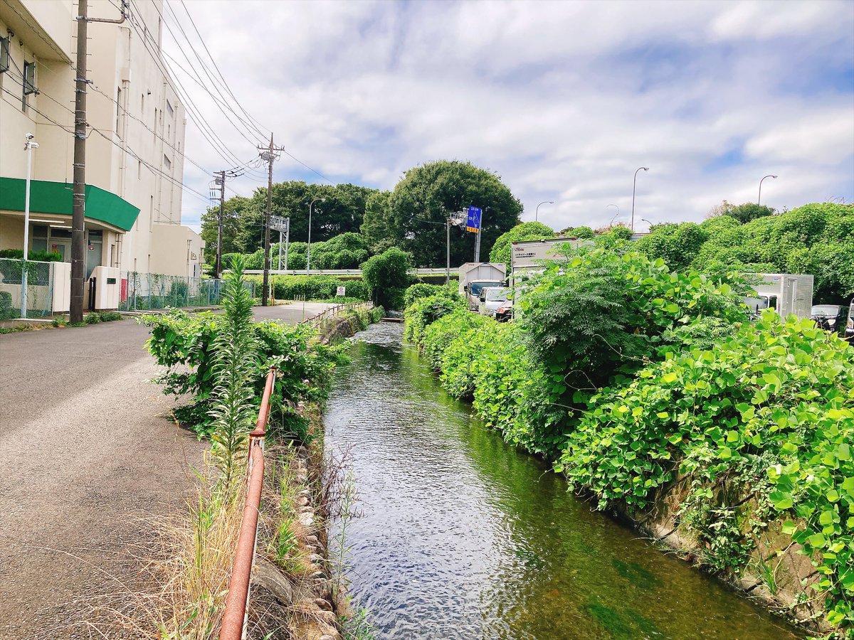 distommy's tweet photo. 水が豊かな矢川 https://t.co/zRa5RS6FlA