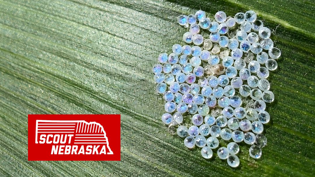 UNL_CropWatch's tweet photo. Grab a cup of coffee & let @UNLExtension bring the field to you. On Aug. 12, follow specialists as they scout Nebraska #crops, identify emerging issues & answer your questions live: https://t.co/jv0KwJkseg
#NebExt #NebraskaAg #AgTwitter #CropProduction #Farming #ScoutNebraska https://t.co/r4T8stinia