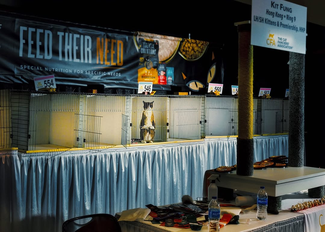 dina_litovsky's tweet photo. Cat Expo  Part 2 // Most of the competing cats had a pedigree that would make the Windsors jealous, going tail to tail in categories such as Allbreed Kitten, Persian, or Shorthair divisions. There was also a household pet category, adding an egalitar... https://t.co/0Q25nvIM0b