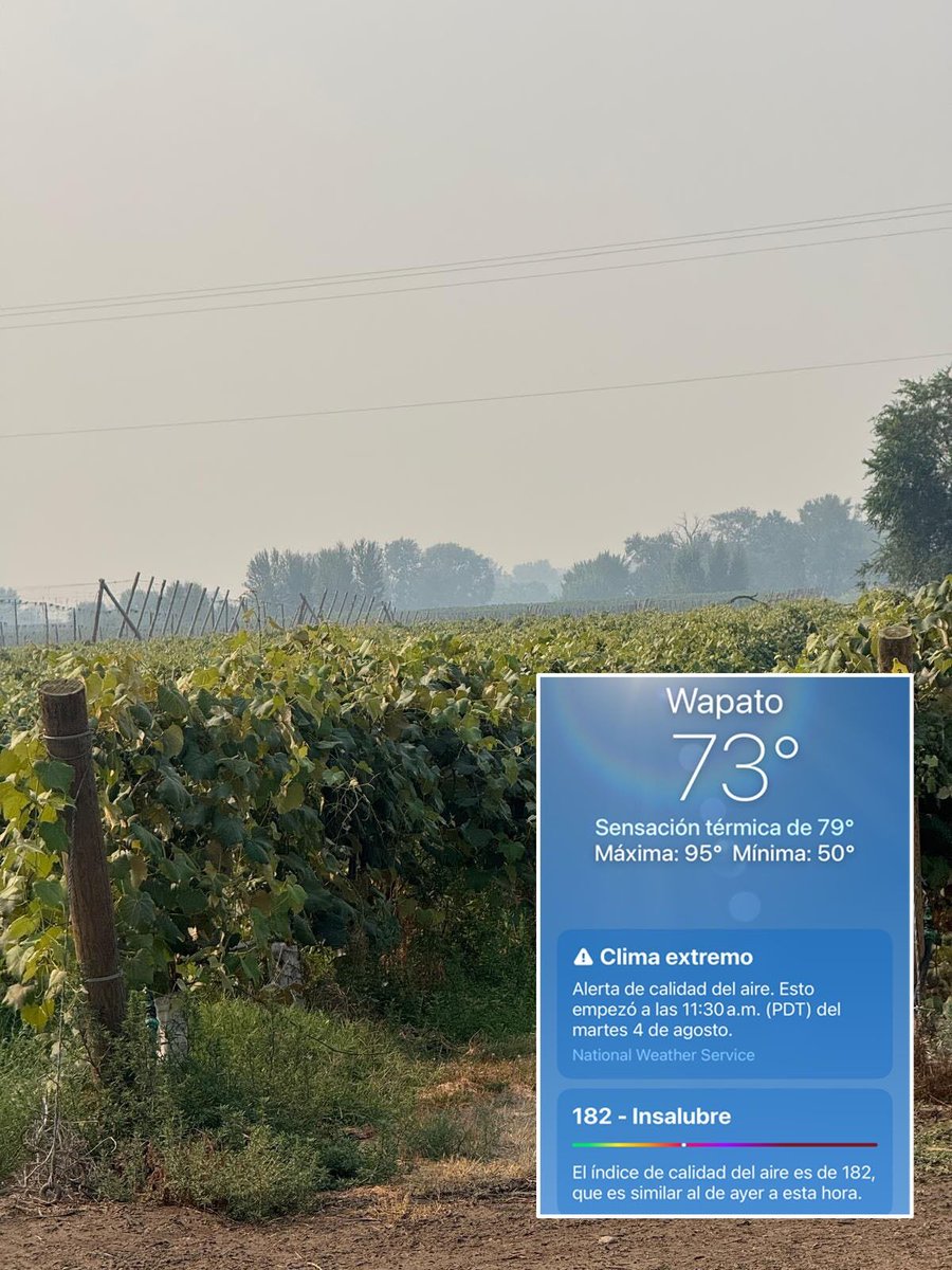 UFWupdates's tweet photo. "Adan" sent this from Wapato WA where he's thinning grapevines at a non-union farm. "I earn WA minimum wage. The air quality is terrible now, but we still have to work. The rancher didn't provide me with a mask. My phones' weather app says the AQI is
unhealthy at 182." #WeFeedYou https://t.co/dCkxfcstaA