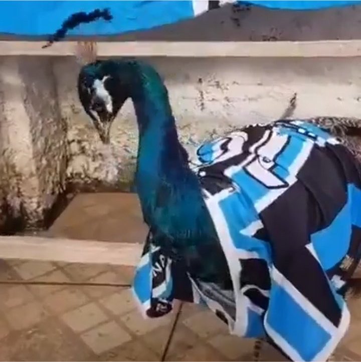 CachorroGremio's tweet photo. PARTIDA ESPETACULAR DESSES DOIS https://t.co/V0mgxY4qwa