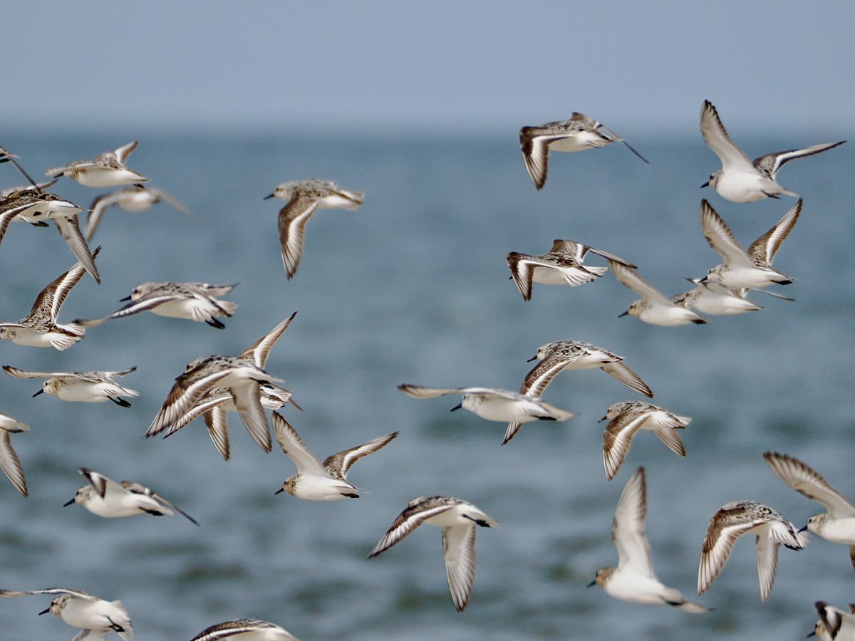 mawgdn's tweet photo. A couple more #Sanderlings #FlyDay #birdwatching Plumb Beach, Brooklyn 08/02/26 https://t.co/o2qdTeW620