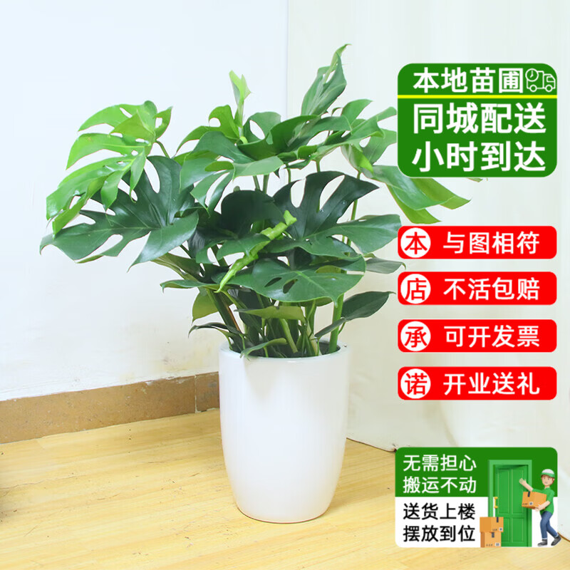 nyaongnyao57616's tweet photo. [室内绿植别浇“养生水”！春末每周一次，轻晃盆底干了再浇，多通风，观叶植物蹭蹭冒新叶～]， https://t.co/uu2Y3U1BXB
