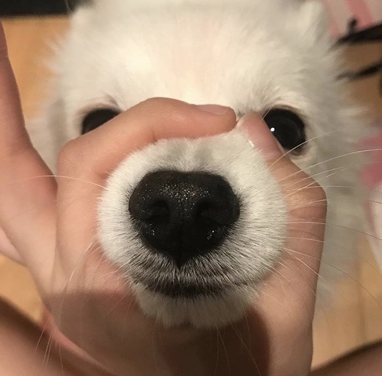 1990__190's tweet photo. 말 잘듣는 강아지가 필요해 https://t.co/gPSpQGFiyN