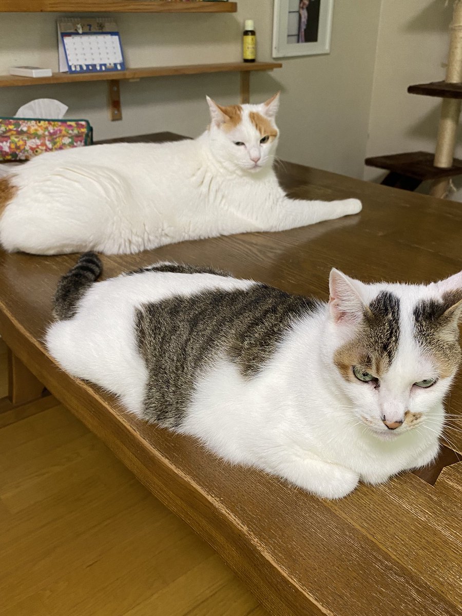 mitreiluv's tweet photo. 食卓の上は猫のもの

#ねこ #ネコ #猫 #保護猫 #ねこのいる暮らし #猫好きさんと繋がりたい https://t.co/TKS8LilZEq