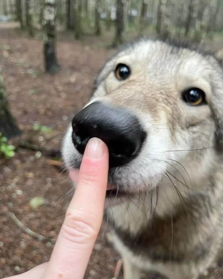 hal0withazer0's tweet photo. @Love_Deepspace We want Valko in the game! I need to boop his nose in the Destiny Cafe!

#BringValkoBack #全世界都爱敖尹 #LADsIs6 https://t.co/R7e9s2wWiZ