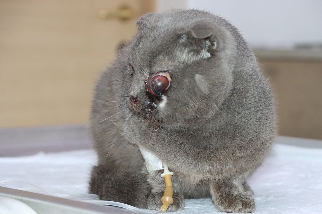 cqk5az07dhd80hg's tweet photo. We have rushed Ivan to the hospital. His eye is completely shattered. It’s gone and there is no repairing it back. The other eye is also affected by the trauma and is suspected to be going blind. His nose and mouth are all cut up leaving him bleeding all over.

PAYPAL INBIO. https://t.co/8yP1SWh7hS