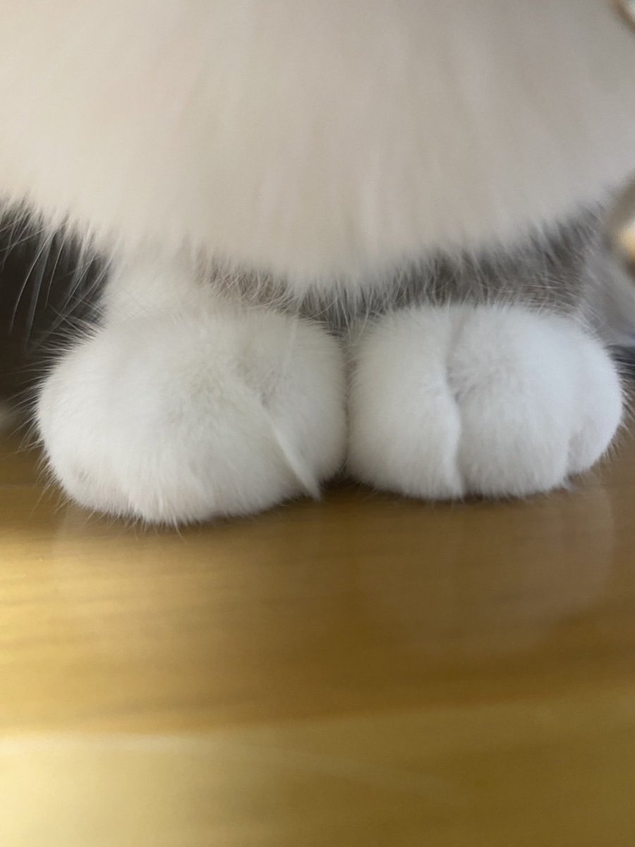 chart715's tweet photo. もっふんもっふん https://t.co/wHfgNrhWBm